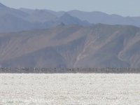 فلامینگوهای گرفتار در سراب و بی آبی بختگان