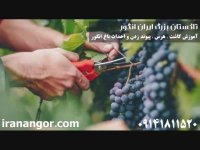 فروش نهال انگور (5) در تاکستان ایران انگور 09141811520