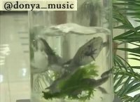 دوربین مخفی