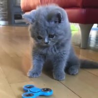 اسپینر بازی کردن گربه ها