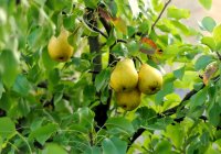 نهال گلابی شاه میوه 09120398416