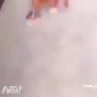 خروس اینجوری ندیده بودیم که دیدیم