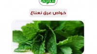 خواص عرق نعناع