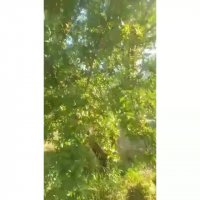 فروش نهال بادام تونو در سردشت