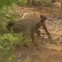 مستند حیات وحش