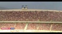 نورپردازی تماشاگران توسط فلش موبایل در بازی پرسپولیس-النصر
