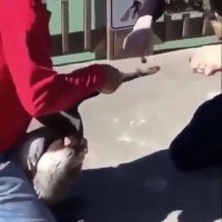 نجات پلیکان گرفتار