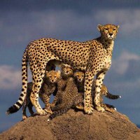 گونه های جانوری در حال انقراض ایران/قسمت اول