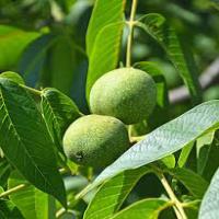 قیمت نهال گردو پدرو  09121270623