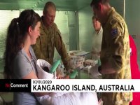 درمان کوالاهایی که دچار حریق شده‌اند