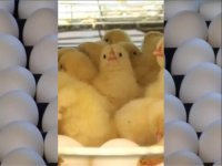 فروش مرغ تخم گذار نژاد های لاین