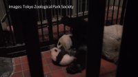 Tokyo zoo releases video of 'fluffy' baby panda