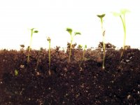 Time Lapse of Radish seeds - Grown in Soil