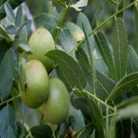 فروش نهال گردو پدرو  09121270623