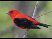 ای که با نامت جهان آغاز شد ...