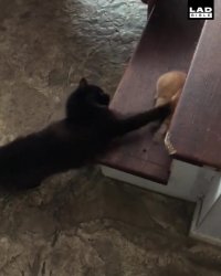 پا رو دم شیر گذاشتن