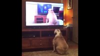 Bulldog Watches Viral Video Of Herself, Her Reaction Left Us Speechless!