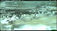 Penguin Timelapse