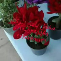 سازنده مخمل پاش نیوکالر02156571279