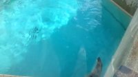 Polar bear majestically swims at the zoo