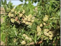 بادام یلدا 09197722218