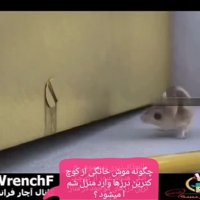 سمپاشی موش| سمپاشی یاران سبز