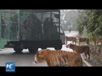 باغ وحشی که شما را به چنگال حیوانات می اندازد