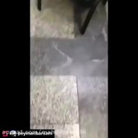 ضرب و شتم حامد زمانی ( خواننده انقلابی )