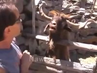 عید قربان مبارک