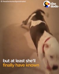 Pit Bull With Cancer Gets Spoiled For The First Time In Her Life | The Dodo