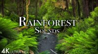 دانلود آهنگ بی کلام آرامش دهنده طبیعت - جنگل آمازون