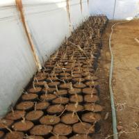 قیمت نهال گردو پدرو  09382837999