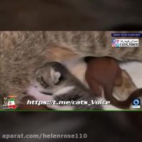 باز كلیپی دیگر از مهربانی و بزرگواری گربه ها
