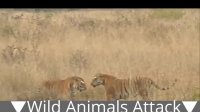حوادث هولناک و ترسناک در گیری وحشیانه حیوانات..!!