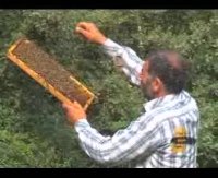 پرورش زنبور عسل