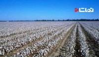 برداشت پنبه در خراسان شمالی