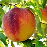 خرید درخت هلو پایه کوتاه 09123205271