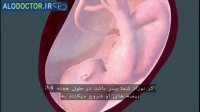 مراحل رشد جنین(قسمت نهم)