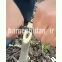 چگونگی پیوند زدن گردو