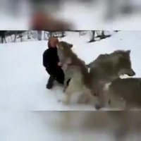 گرگها هم با انسانیت و محبت رام میشوند