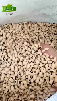 لوبیا چشم بلبلی خارجی