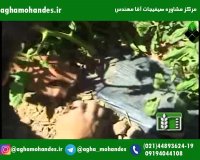 کاشت گوجه فرنگی با مالچ پلاستیکی و آبیاری تیپی