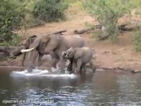 پرواز کردن فیل عجیب غریب