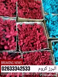 کاکتوس را مخمل کنید