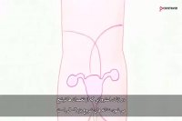 نحوه عملکرد هورمون ها بدن انسان