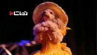 نمایش مد سگ های جذاب و ناز