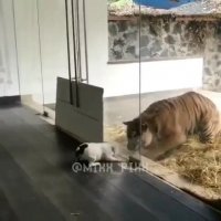 کافیه اون در باز بشه