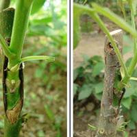 فروش نهال گردوی پدرو پیوندی  09123205271