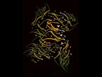 دلنوشته ها ( امیر مرادی راد )