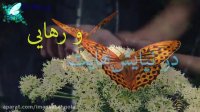 کلیپ شب قدر-توسل به امام علی-دعای شب احیا-شهادت حضرت علی-آهنگ شب قدر و احیا